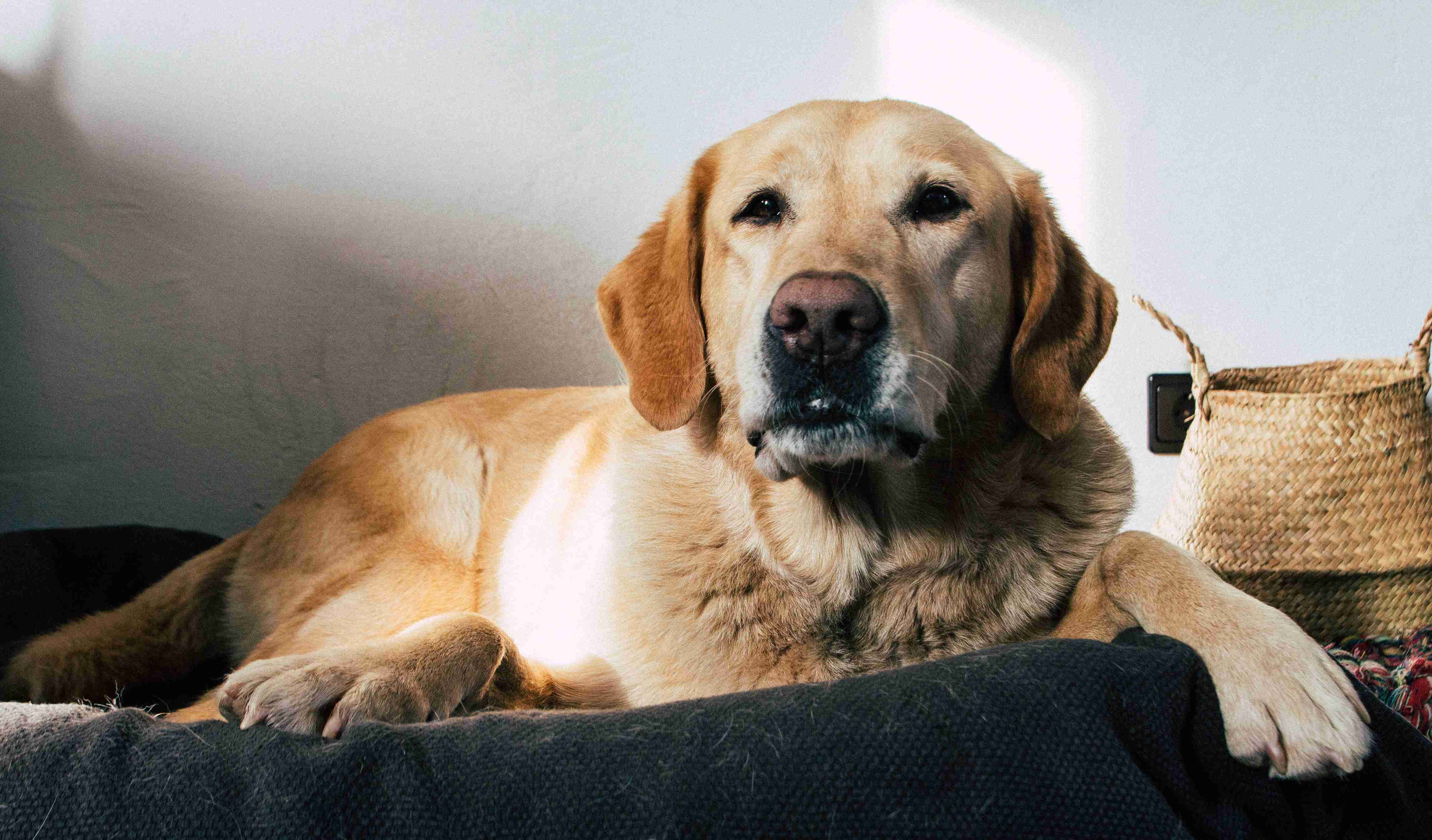 Golden Retriever Care: Tips for Ensuring Comfort Around Family Members with Disabilities